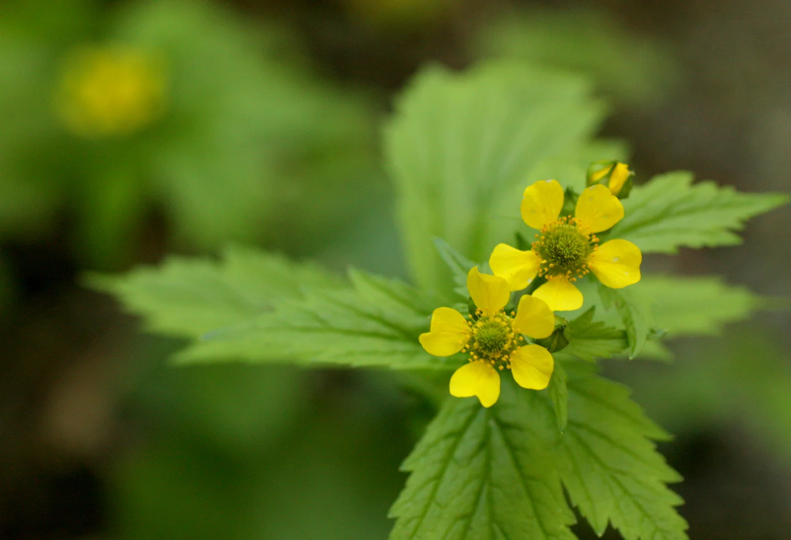  Large-leaved avens (Geum macrophyllum - Rosaceae family). Per Pojar: "Nuxalk made tea from the roots for stomach pains, and the leaves were poulticed on boils" by several tribes. Leaves were also used for several pregnancy related issues (both aidin