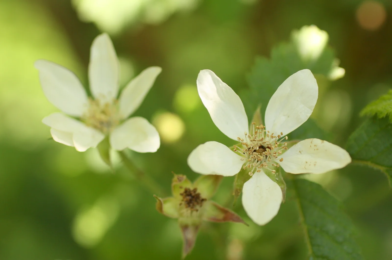  Pacific/trailing blackberry (Rubus ursinus - Rosaceae family). Only native blackberry. Berries edible (ripe in July timeframe usually), some prefer them to the more common invasive Himalayan. Per Pojar: "A tea was made with the dried leaves, which w