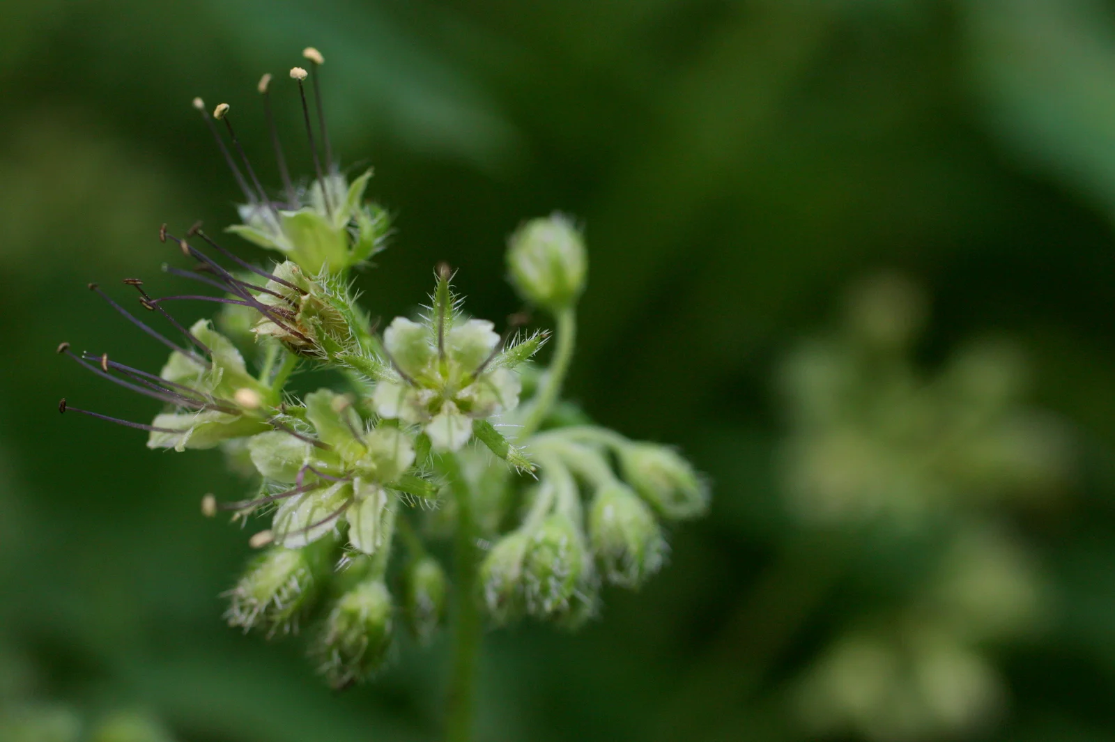  Pacific waterleaf (Hydrophyllum tenuipes - Hydrophyllaceae family). Roots eaten by Cowlitz people. 
