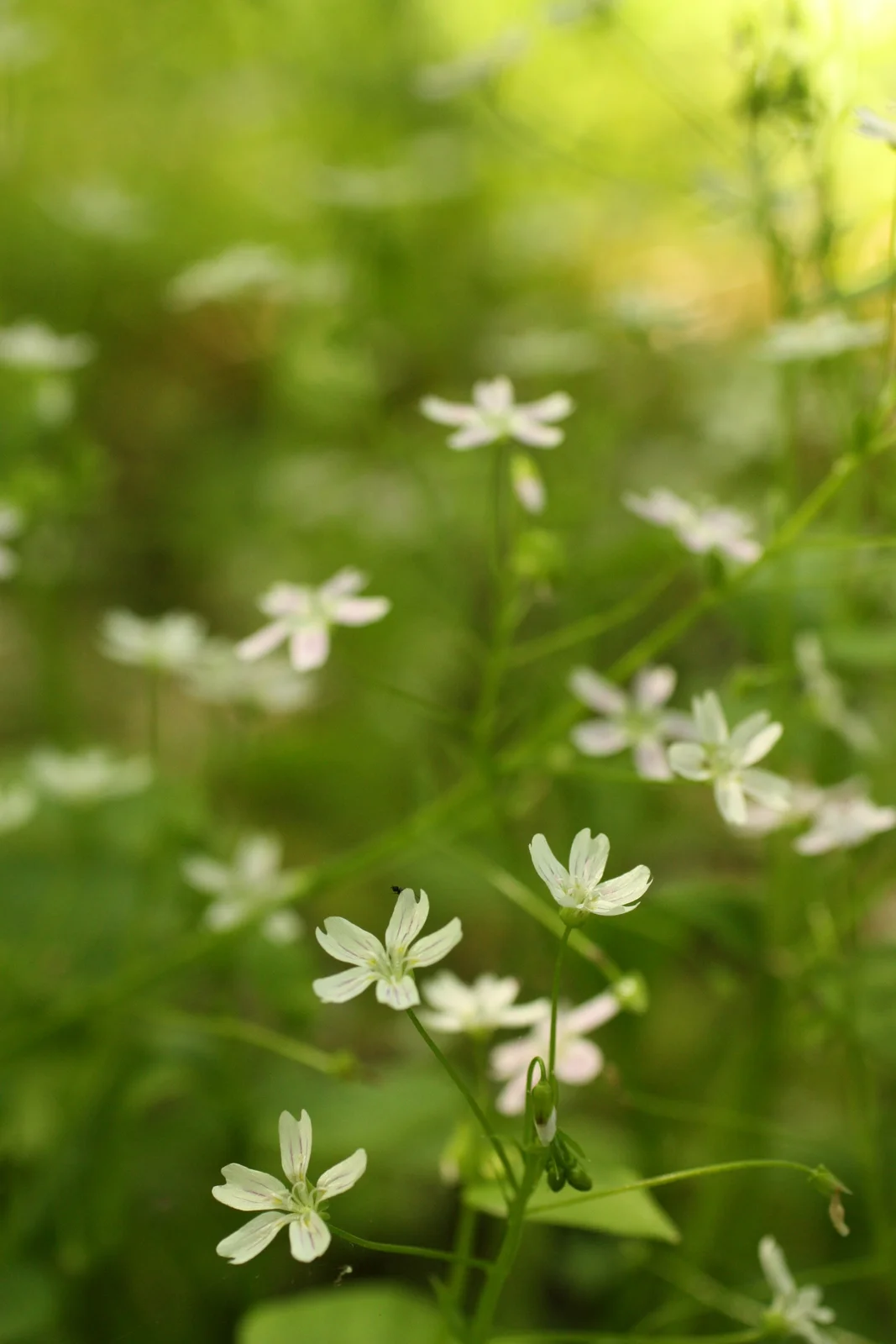  Siberian miner's lettuce/Candy flower (Claytonia sibirica - Portulaceae family). Leaves edible (but not, per Pojar, usually eaten by native folks). Used externally for syphilis, headache and constipation. Whole plant eaten to induce labor or to ensu