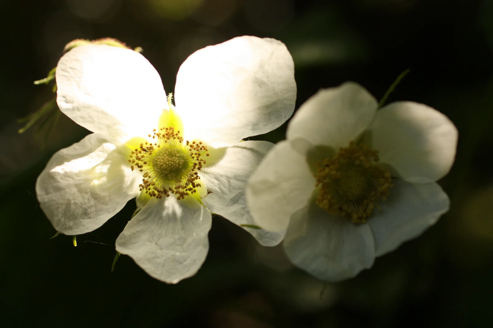  Thimbleberry (Rubus parviflorus - Rosaceae). 