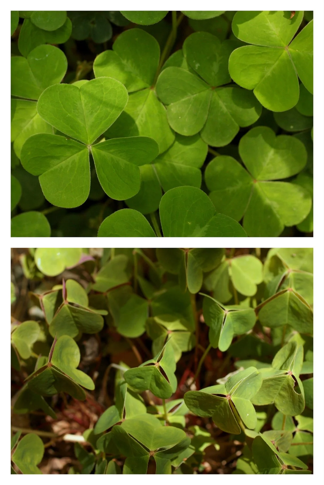 Wood sorrel (Oxalis oregana - Olixadaceae family). In shade and with leaves contracted in response to sun/heat. 