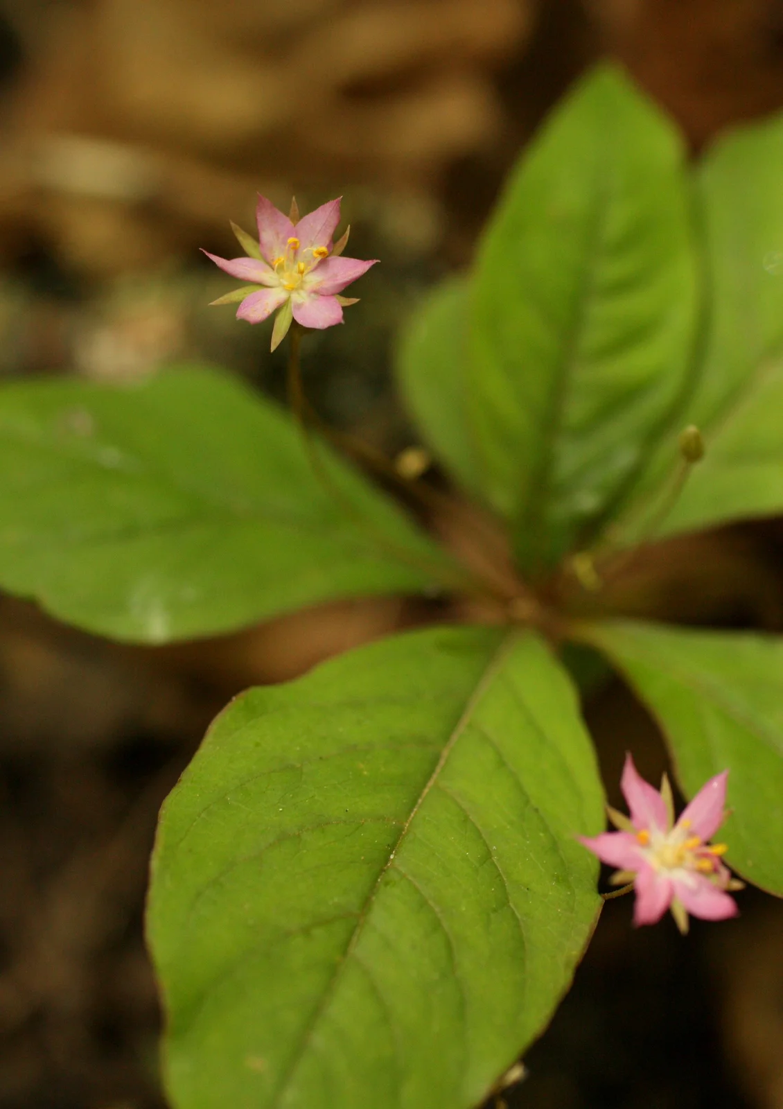 Western Starflower/Indian Potato (Trientalis latifolia - Myrsinaceae family). Per Pojar: "The plump firm tubers reportedly were gathered for food by some coastal aboriginal groups." 