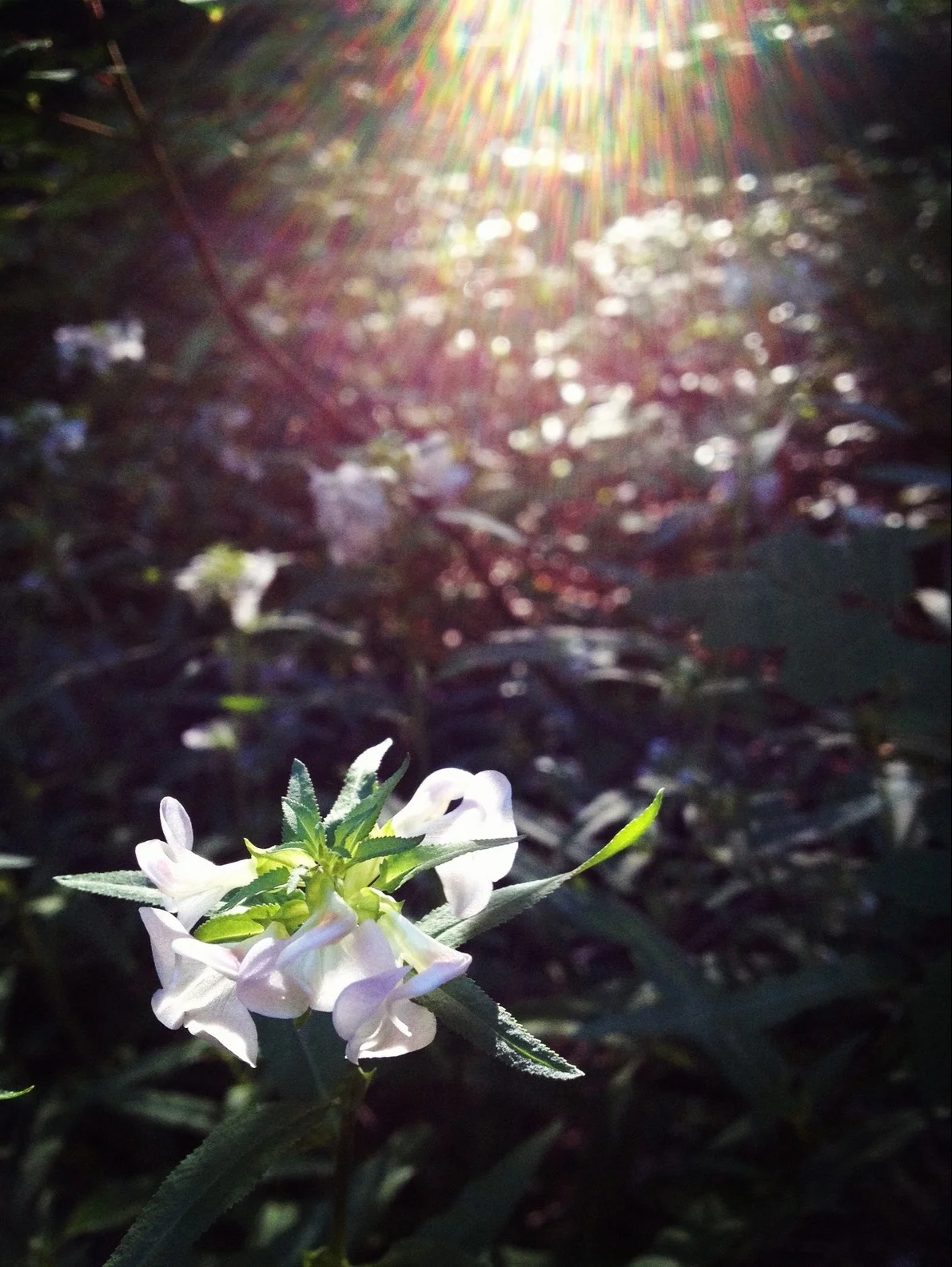  Lots of sickletop lousewort in the area. 