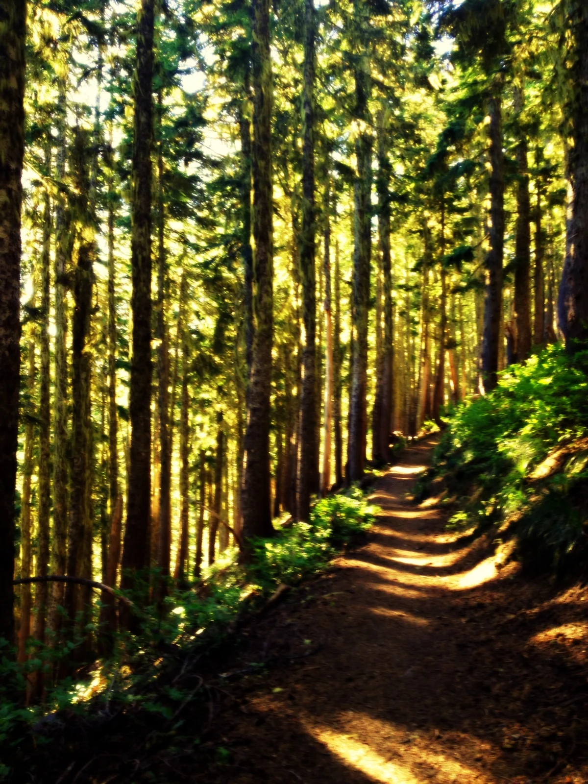  It starts on the Indian Heaven Trail, which takes a quick ascent up around Bird Mountain. 