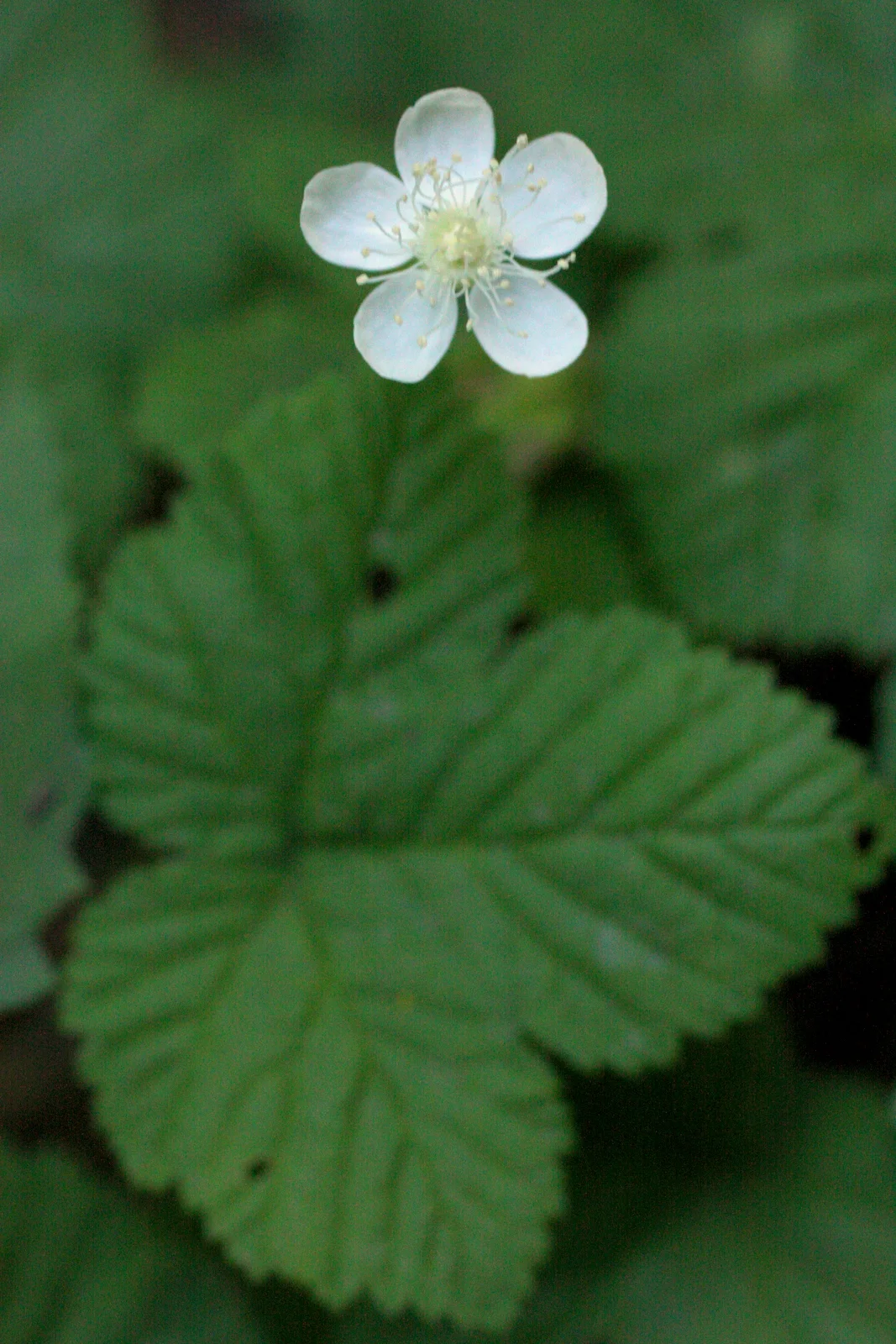  Lots of wild strawberry too. 