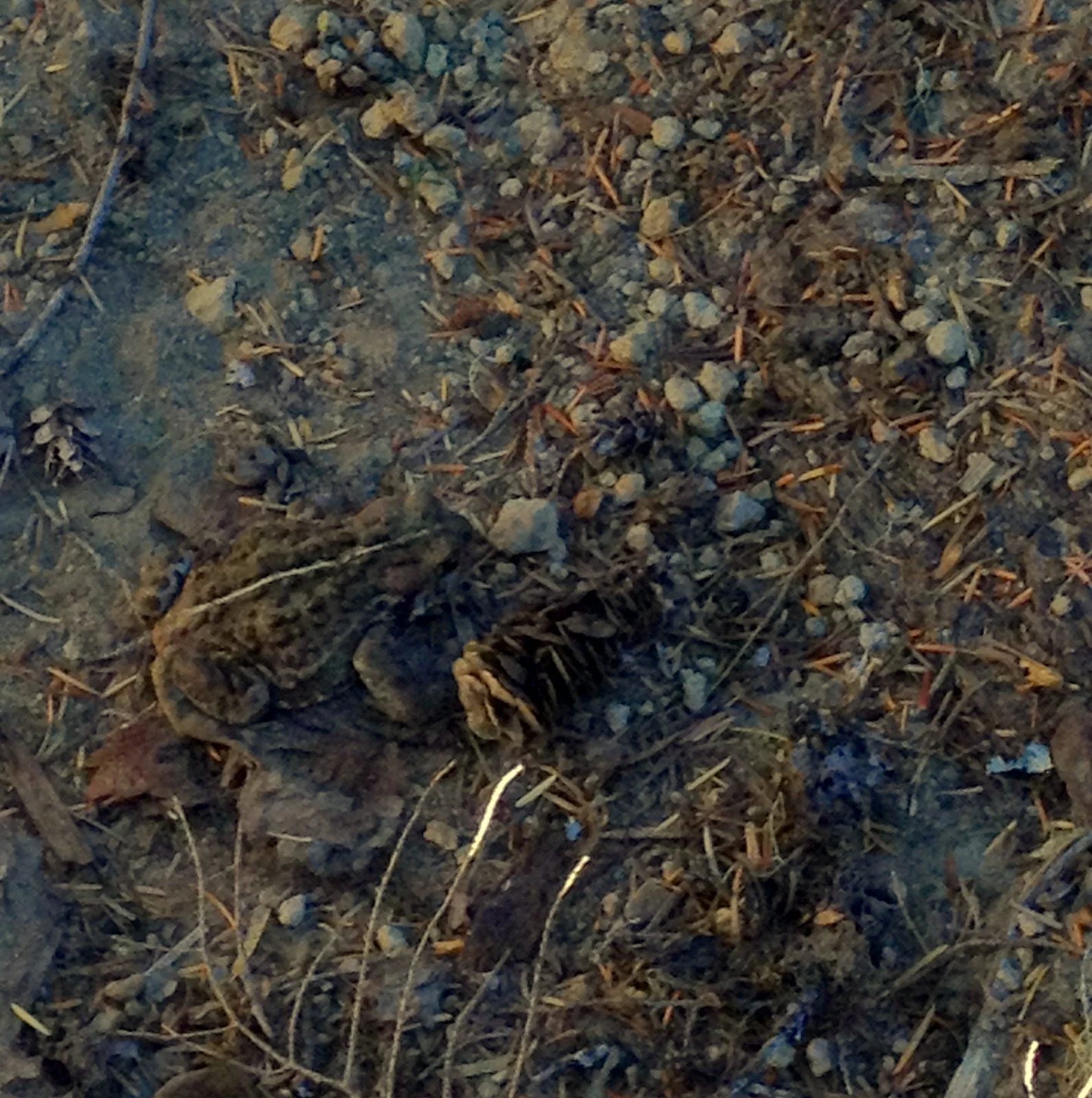  Spot the toad. (Western toad - Bufo boreas) 