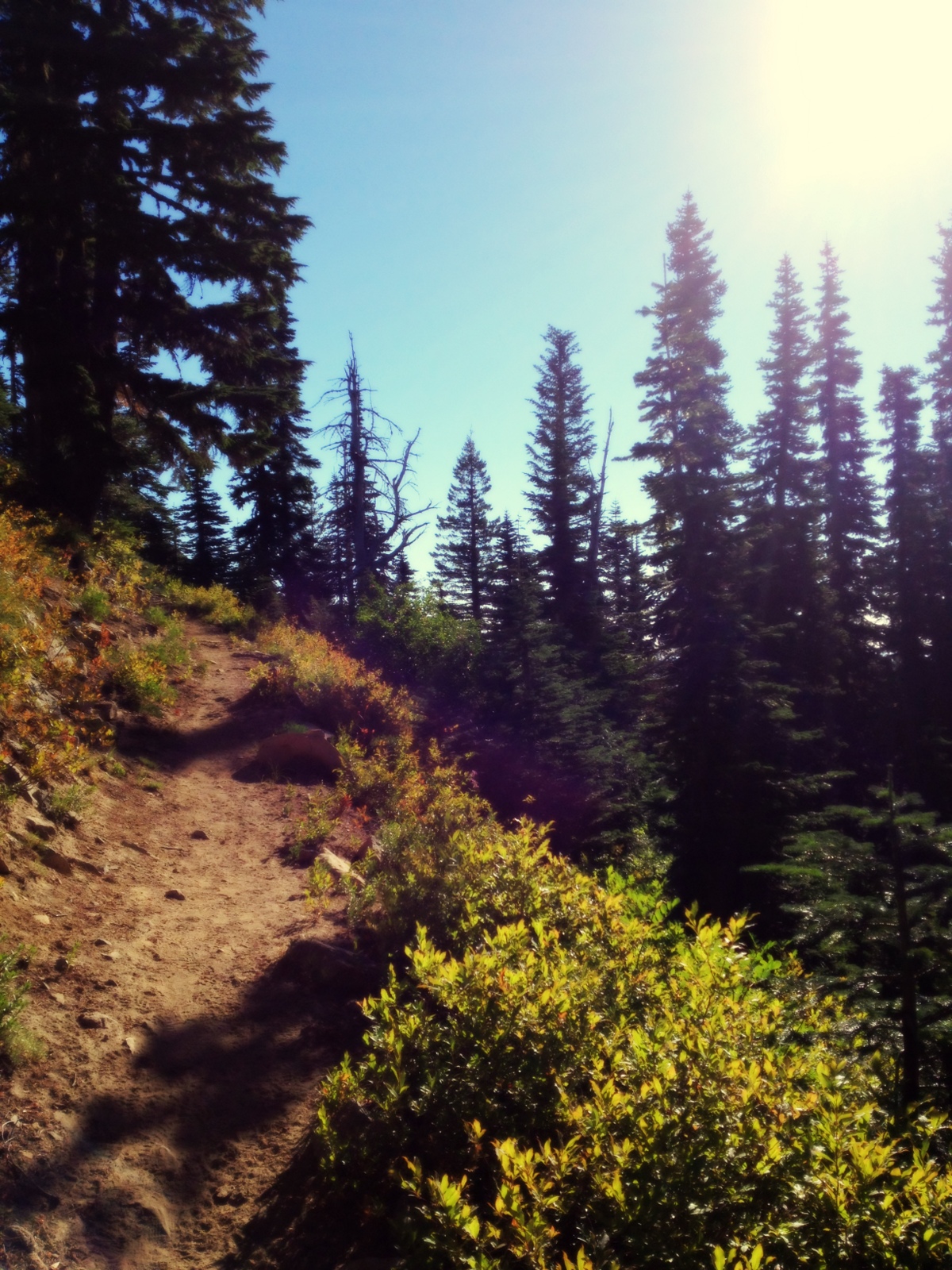  Fortunately you get most of the uphill out of the way early on this hike. After about a mile or so, came out of the forest to find some huckleberry bushes with ripe huckleberries (everything in the canopy still not ripe)... 