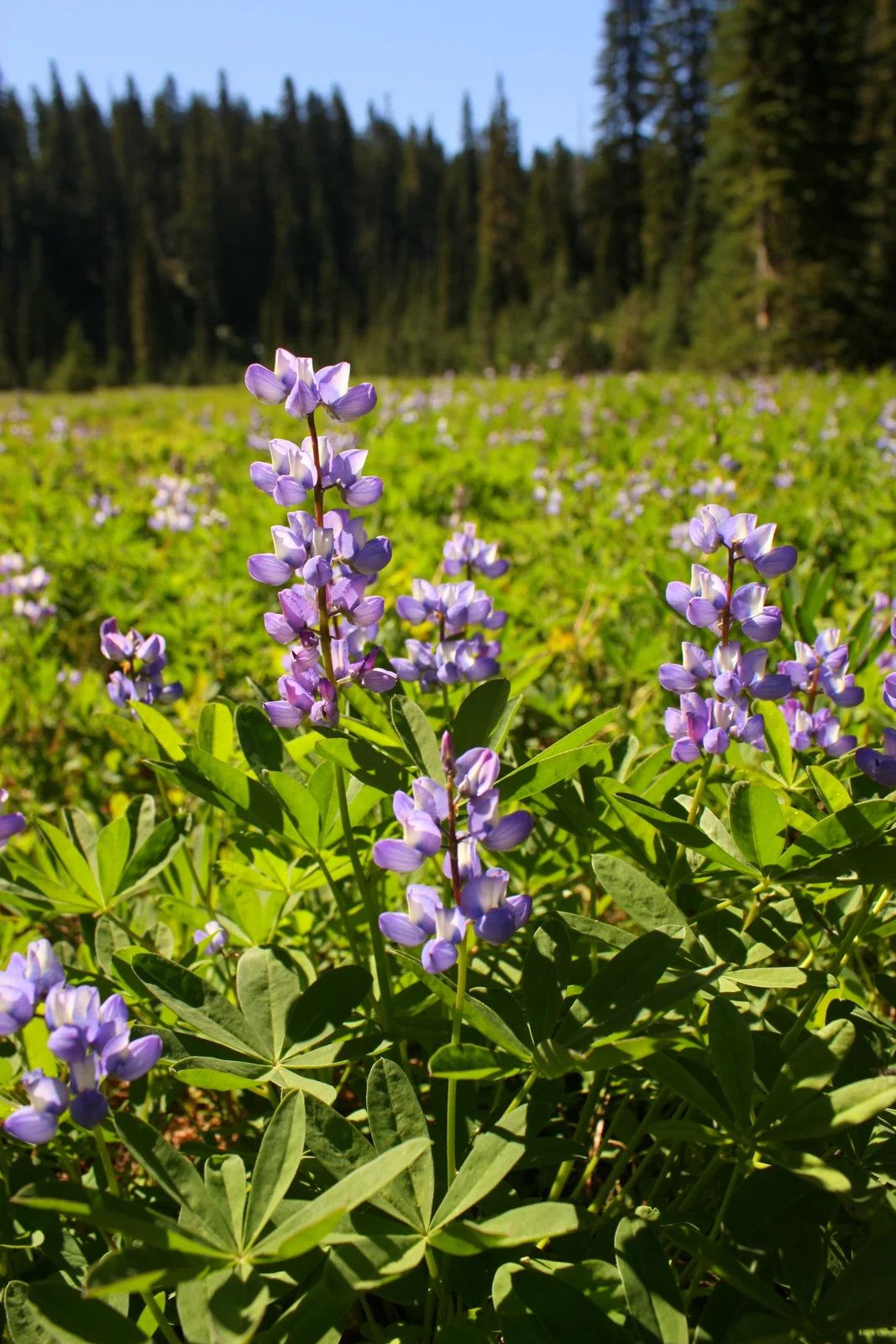  ...with lots of lupine 