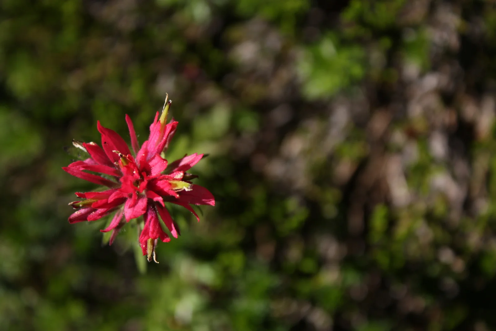  Indian paintbrush 