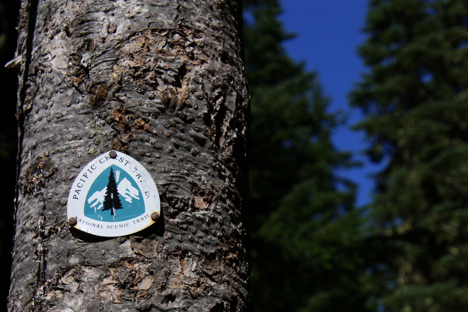  After the meadow-y part of the hike, you take a leg of the Pacific Crest Trail. Not the most interesting section - the article notes it's "a mostly monotonous hike through the forest." By coincidence, I was hiking it the day after finishing "Wild" b