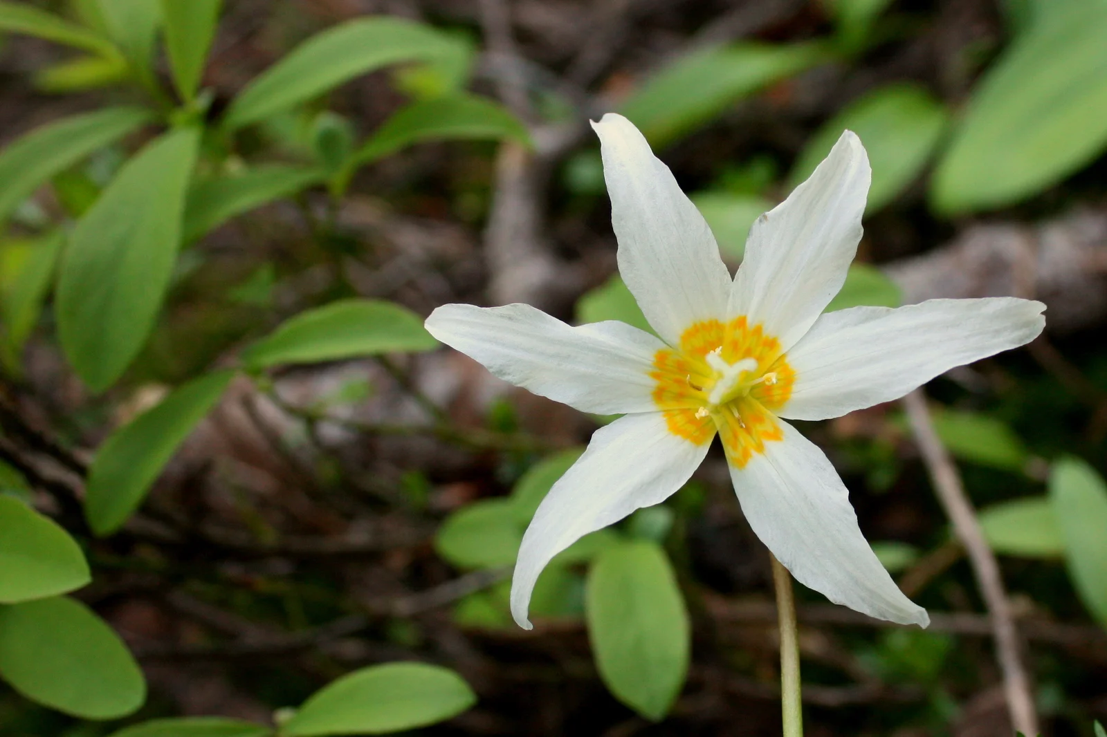  Avalanche lily (Erythronium montanum) 