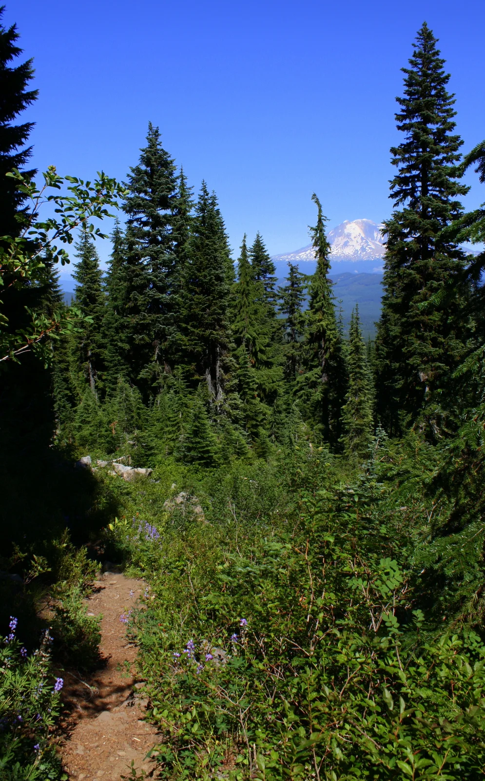  After the PCT, you take the Cultus Creek Trail back down to the campground. 