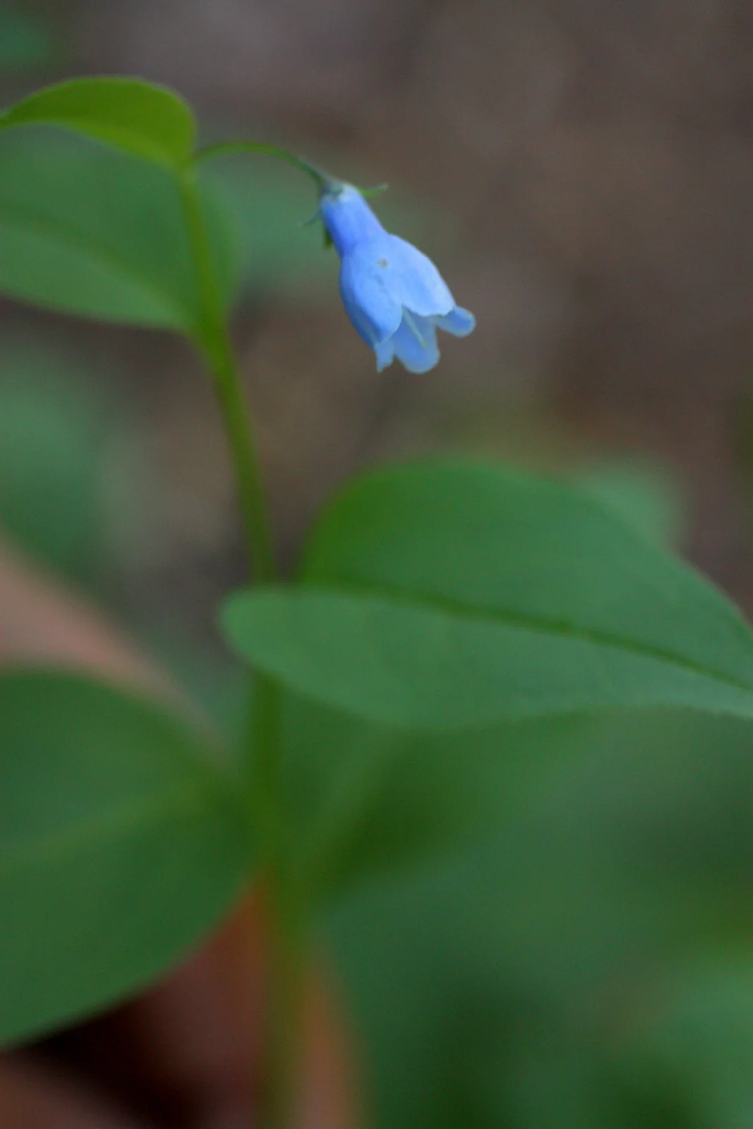  I think this is tall bluebell (Mertensia paniculata) 