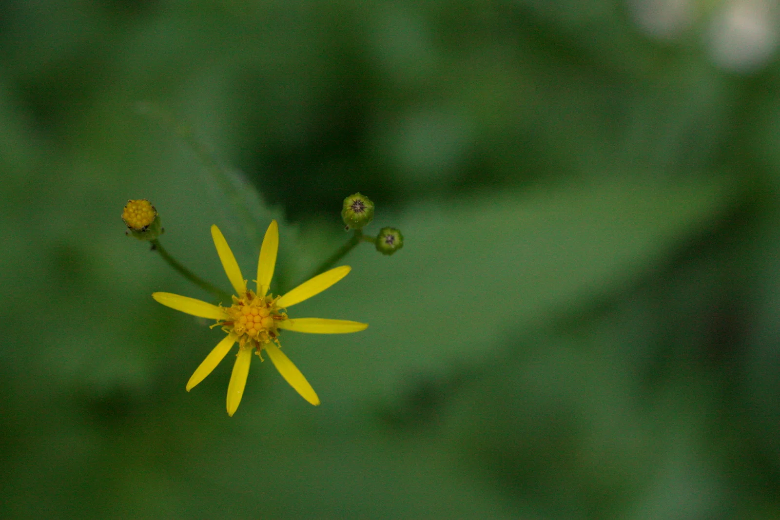  Some familiar and new-to-me plants from around the campsite: I believe this is arrow-leaved groundsel (Senecio triangularis). 