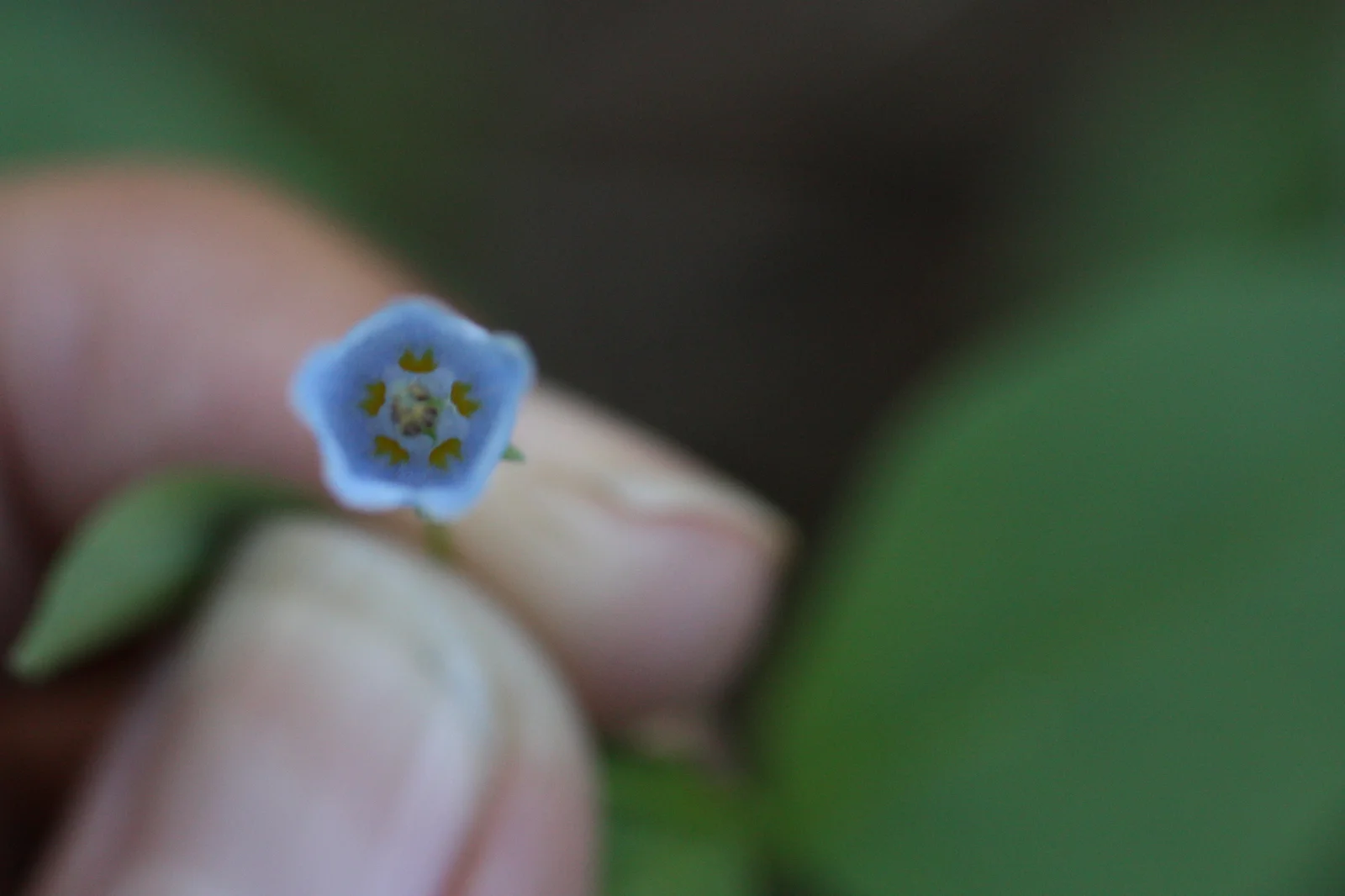  A look inside the bluebell 