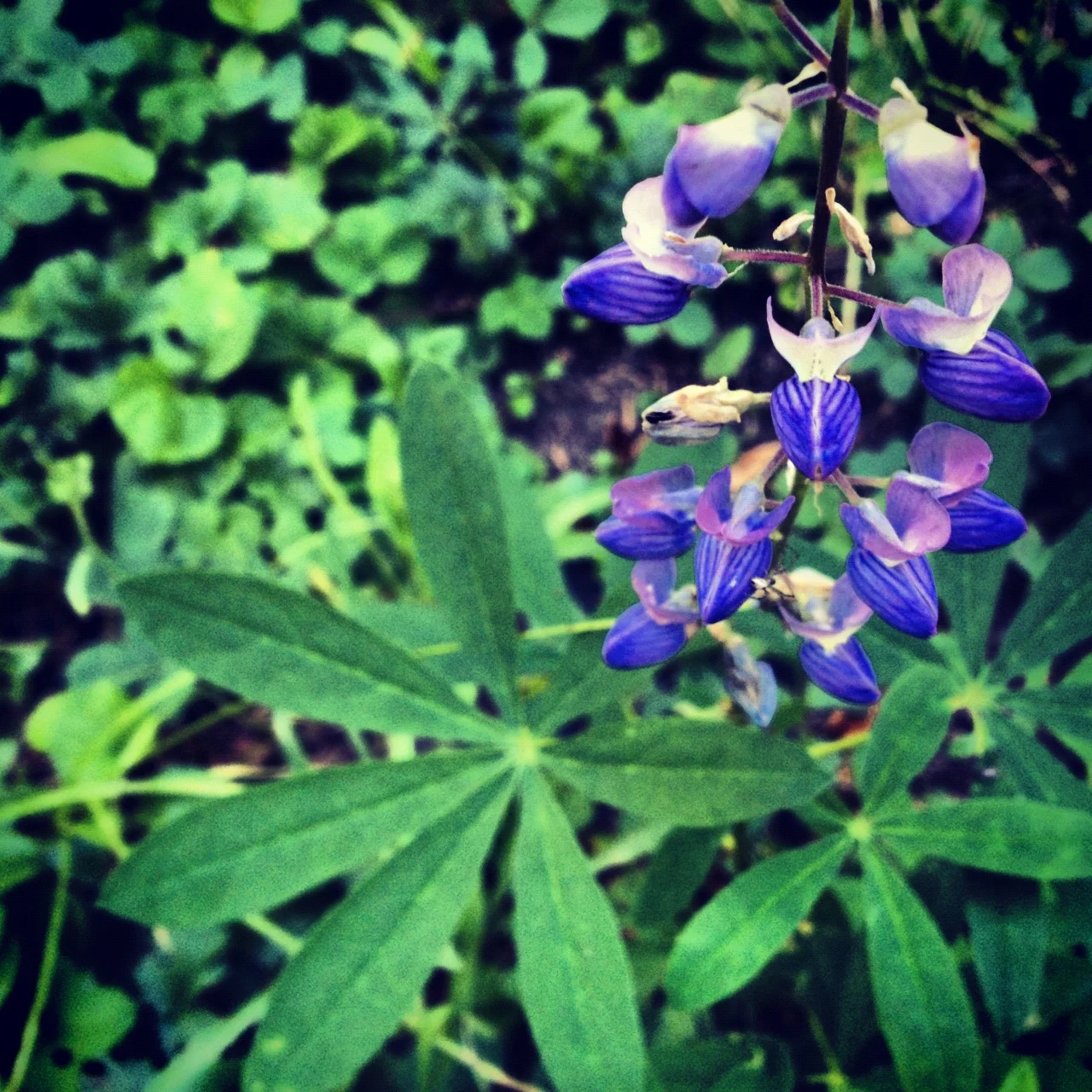  Instagrammed lupine 