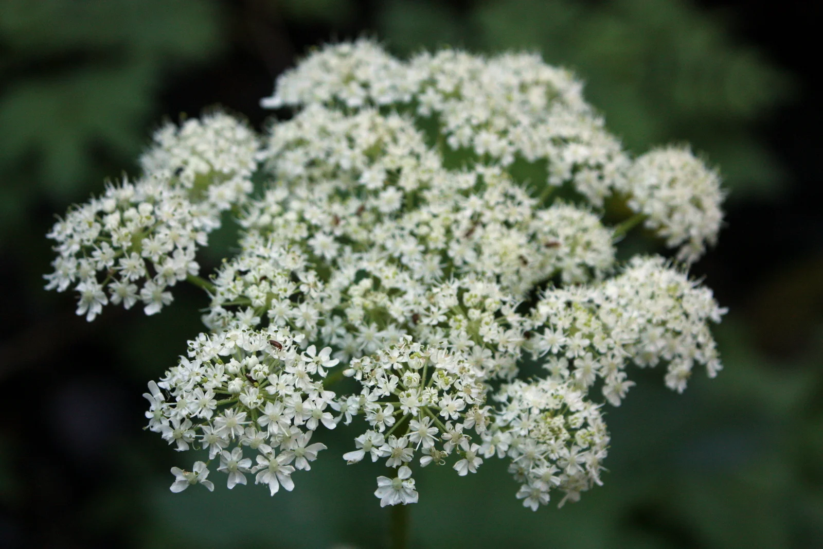  Cow parsnip 
