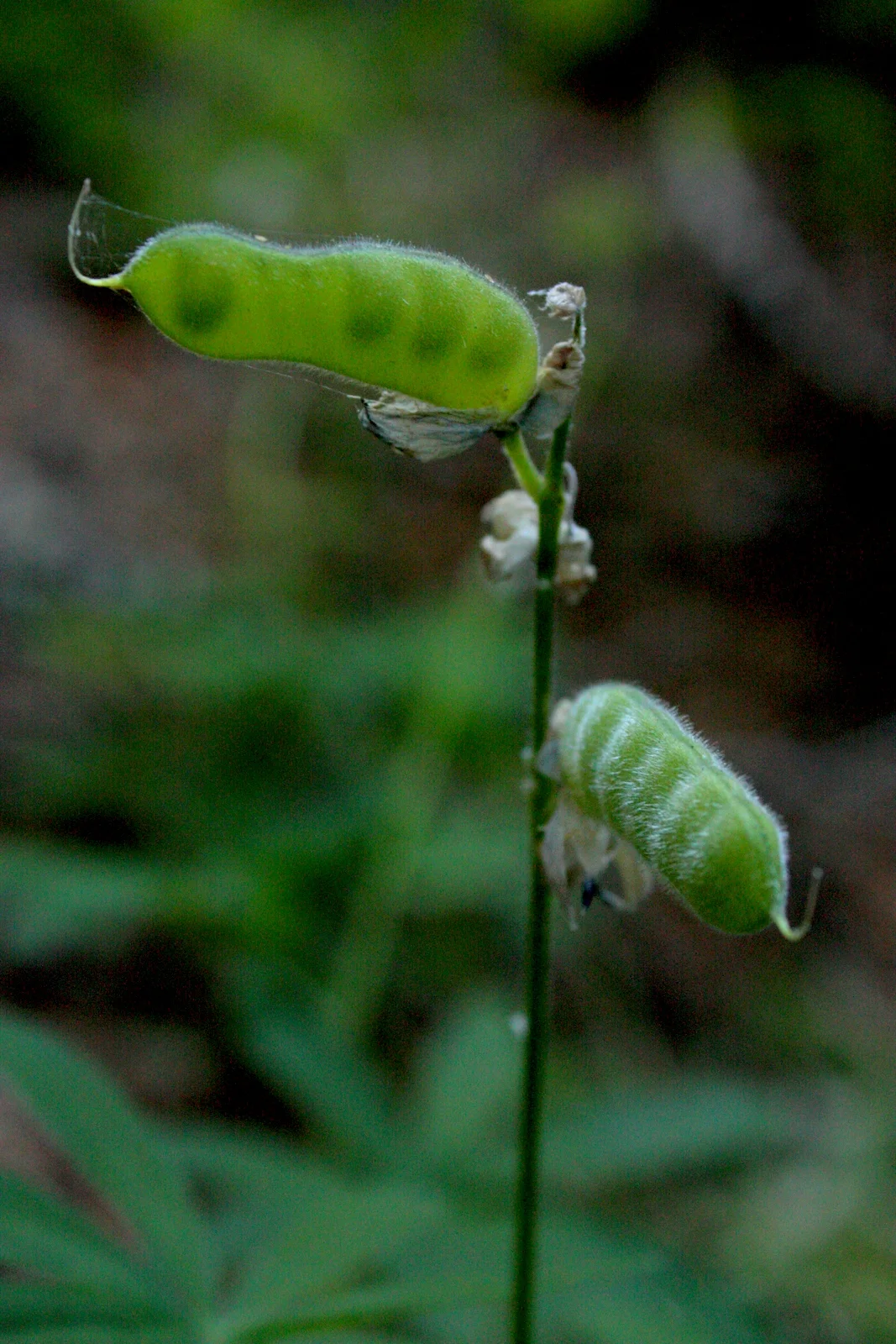  Lupine pods 