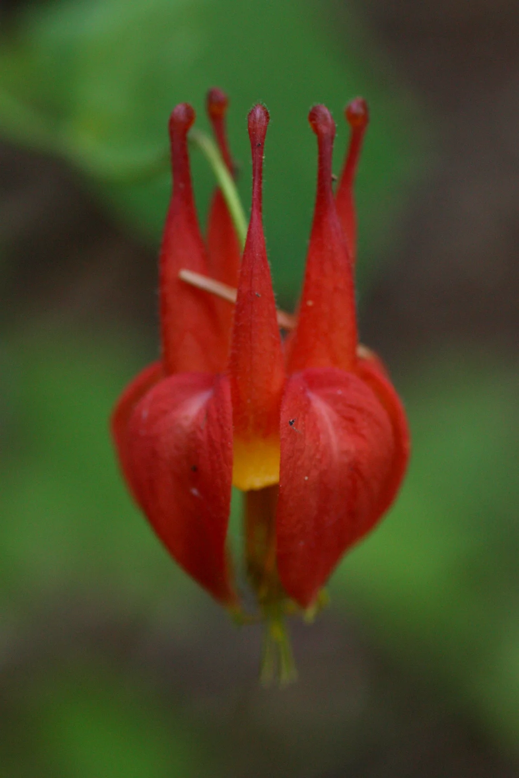  Red columbine (Aquilegia formosa - Buttercup family) 