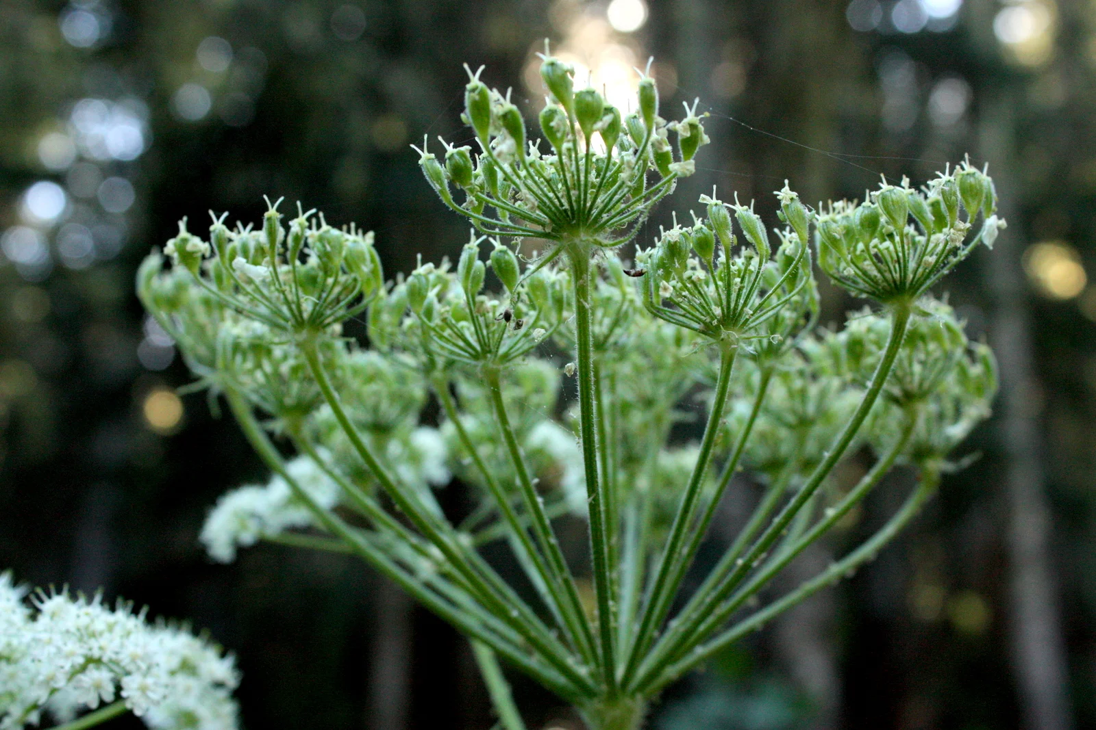  Cow parsnip from below 