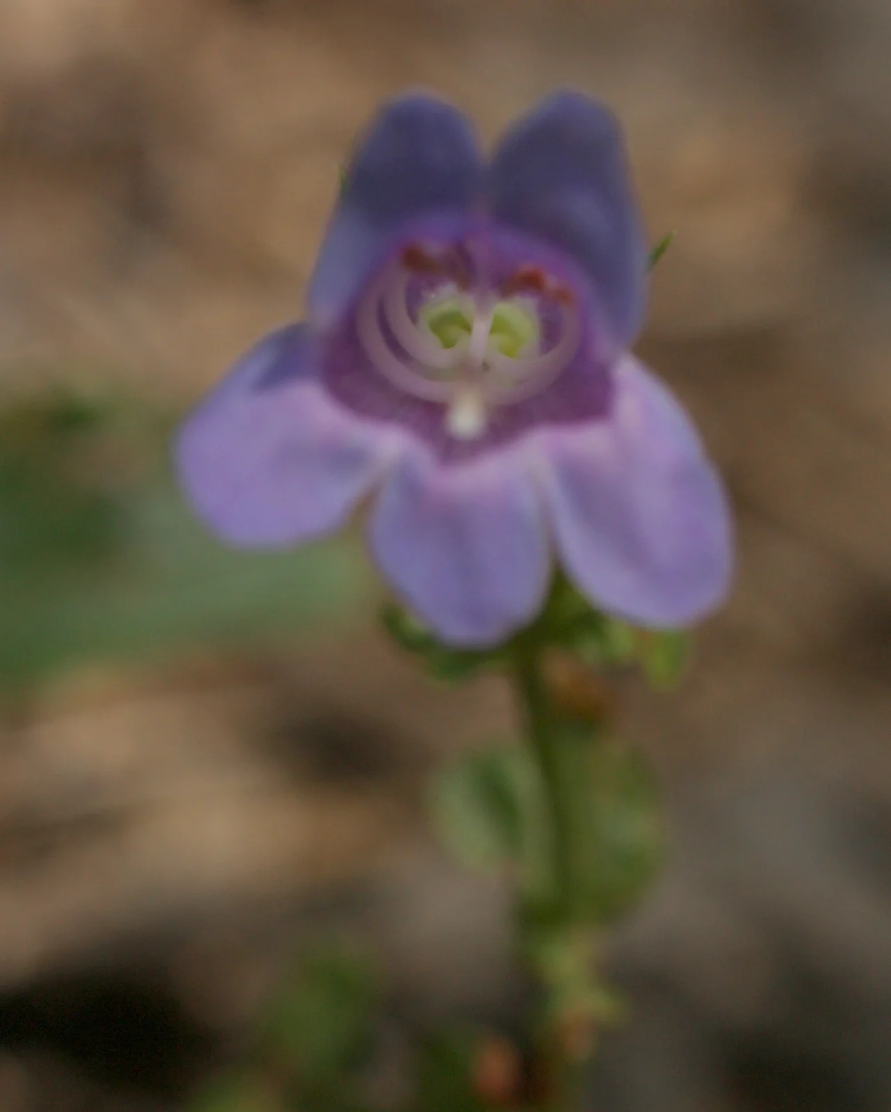  A look inside a penstemon. 