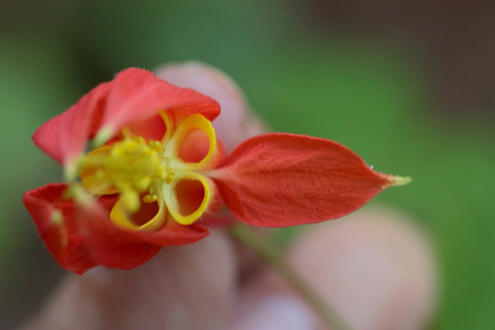  A look inside the columbine 