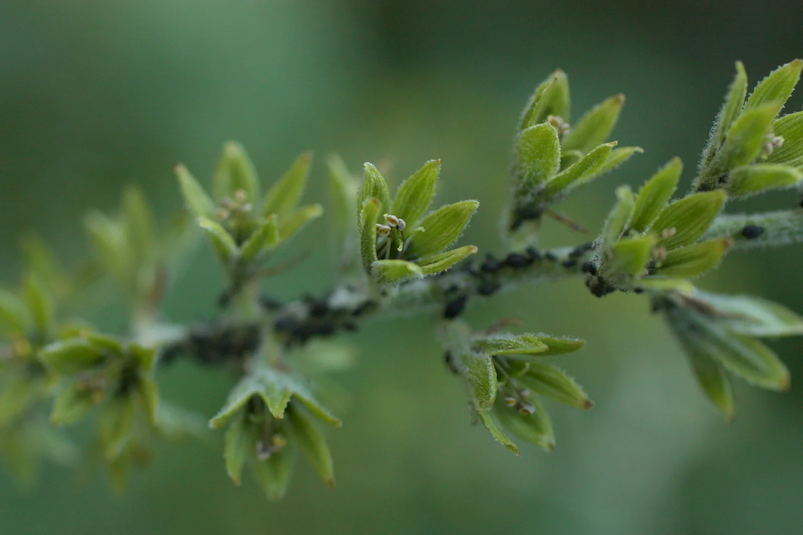  Think this is Indian hellebore (Veratrum viride, lily family). Pojar says it is "one of the most violently poisonous plants on the NW Coast." All the little black dots were dead bugs. Doubt that it's related, but still sort of macabre, considering. 