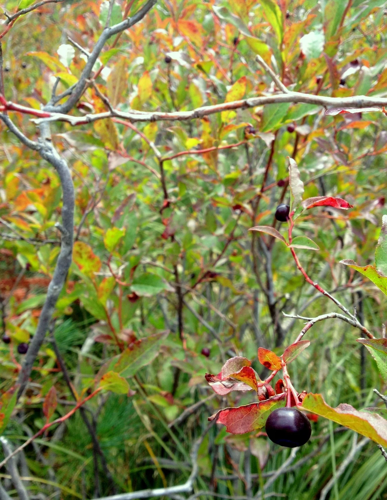  I should have had more faith; when I got to them I saw that the Sawtooth Berry Fields are some serious berry action. It was almost a little crazy-making. I mean you could just keep picking and picking and picking for what felt like forever. (Or unti