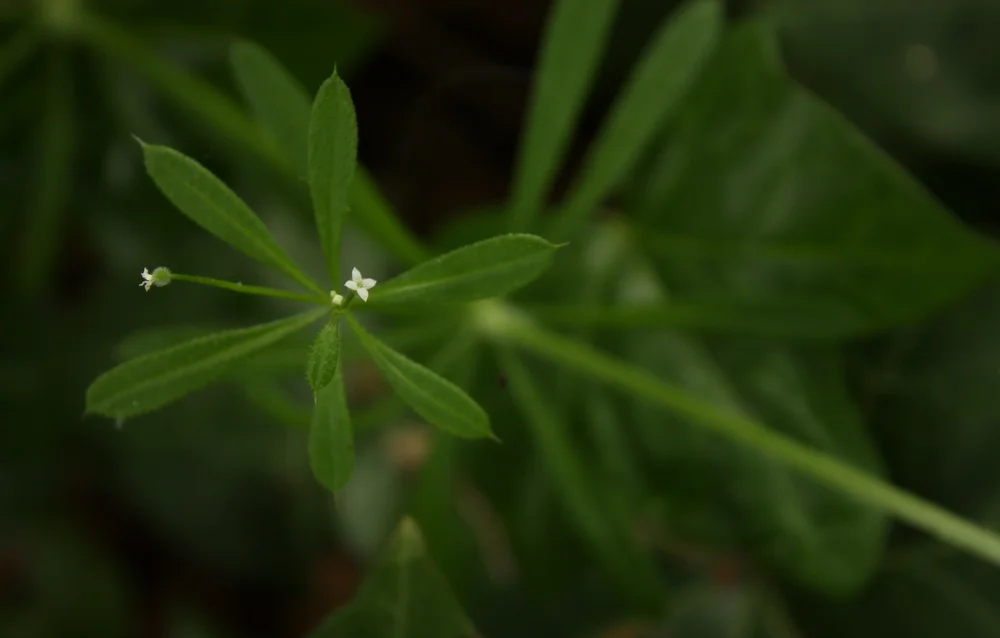  Cleavers (Galium aparine). You can eat the leaves and some varieties used like rennet to curdle milk. 