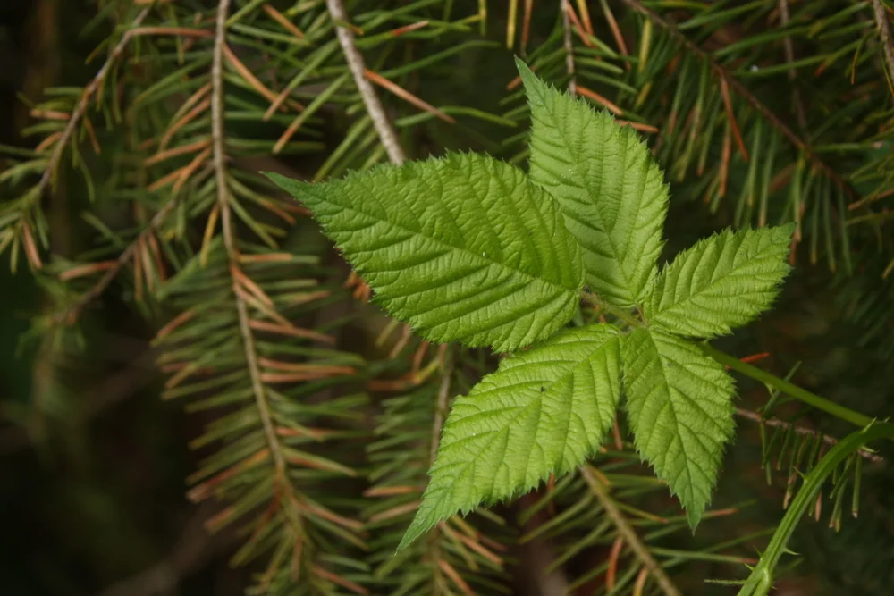  If you've ever eaten too many berries all at once, you might be happy to know that the same plant has a built-in aid for the effects of that. Blackberry leaves have an astringent tannins that can help remedy diarrhea. 