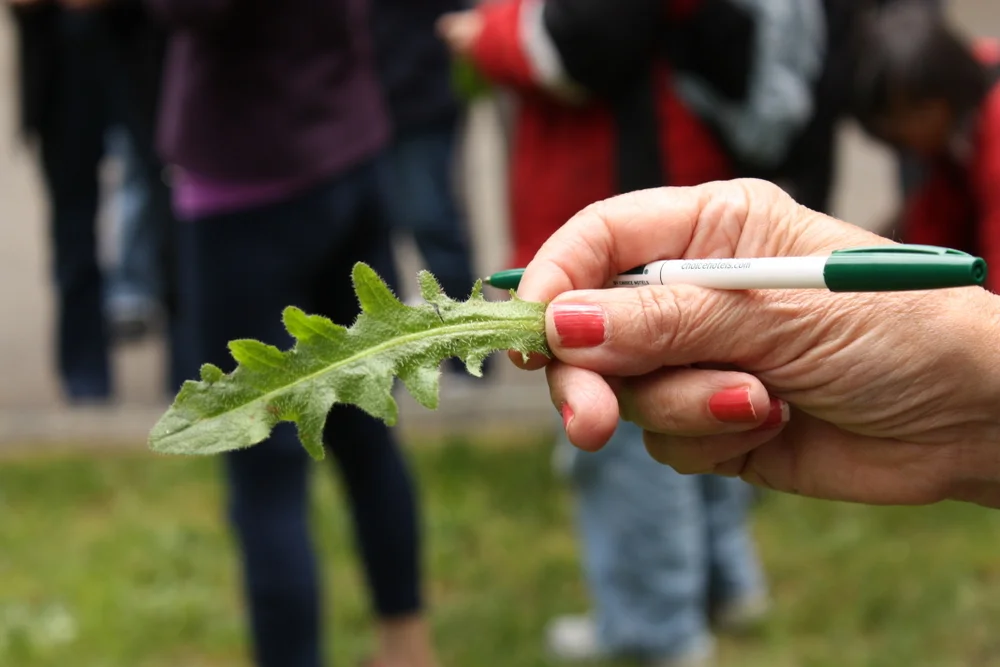 Edible & Medicinal Plant Walk with Jennifer Sundstrom