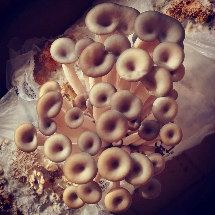 Home Mushroom Cultivation