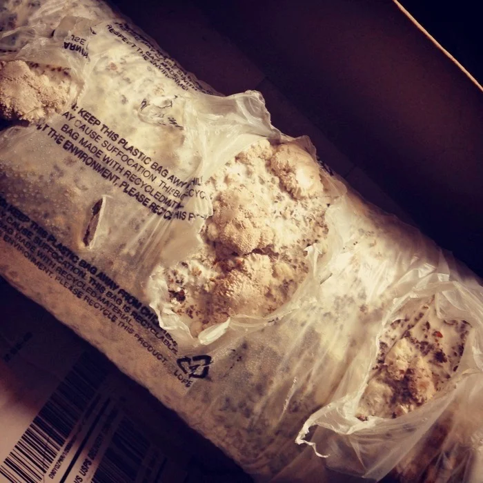  It took a while - almost 3 weeks, but suddenly there they were: primordia, aka baby mushrooms. 