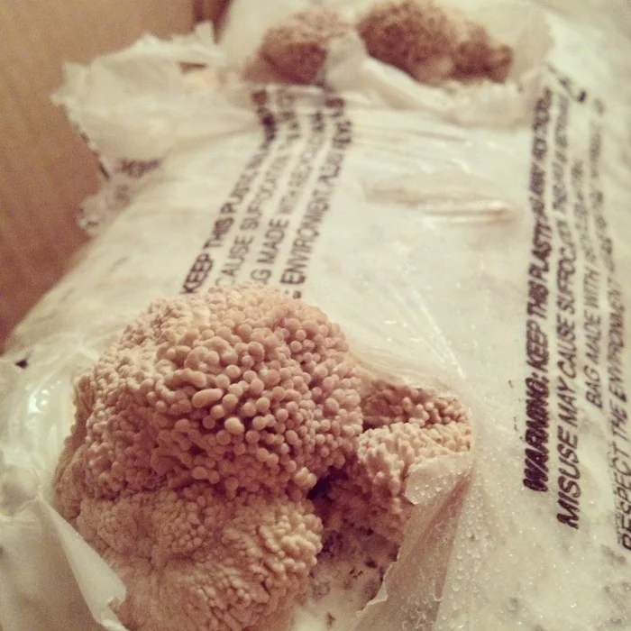  The babies required a good daily misting. The water needed to have sat out to allow the chlorine to disperse - otherwise it could damage the primordia. 