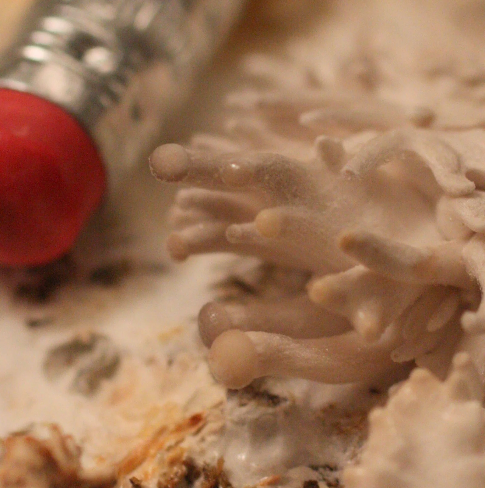  These ones are starting to look like mushrooms. 