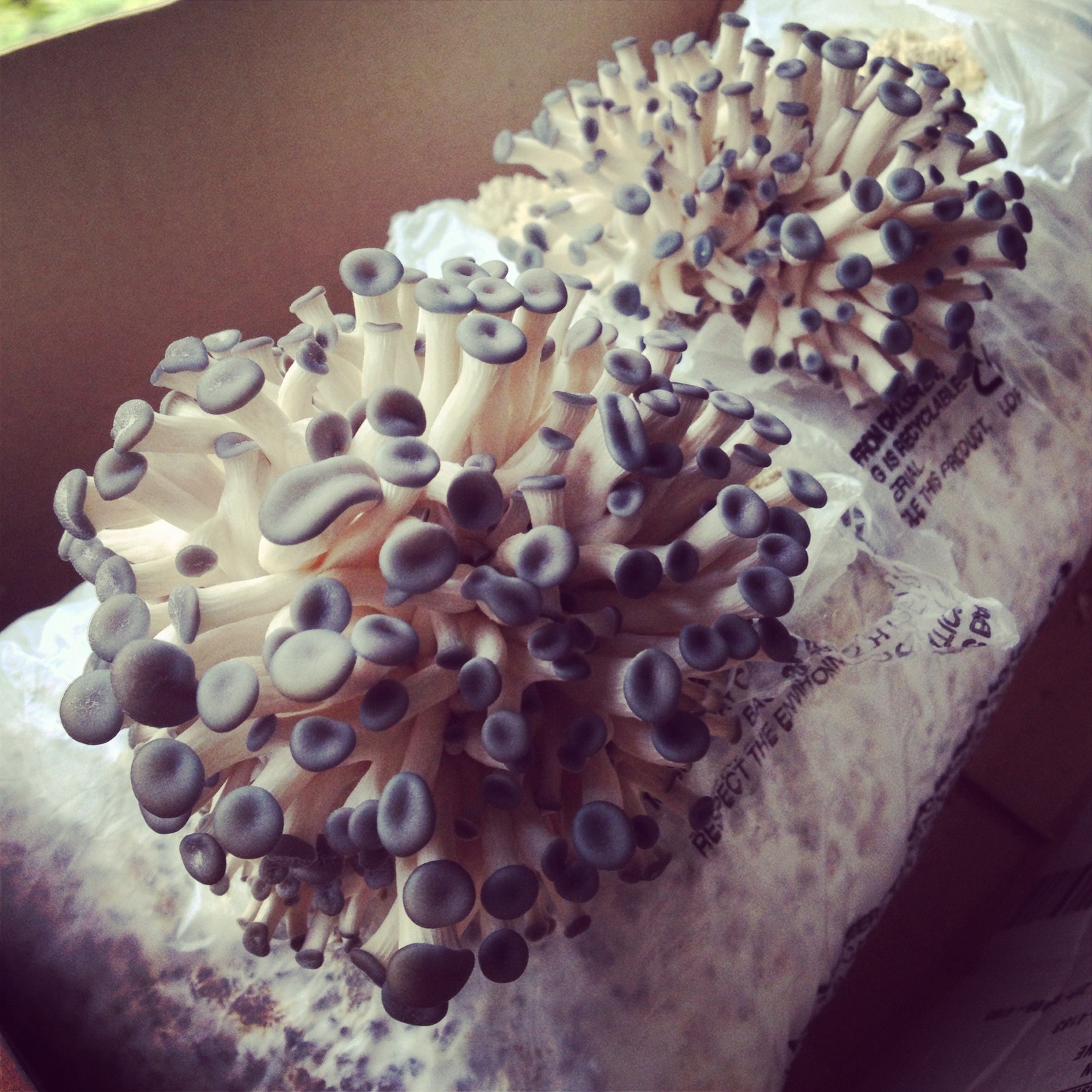  Pretty! Yet somehow just a tiny bit creepy! 