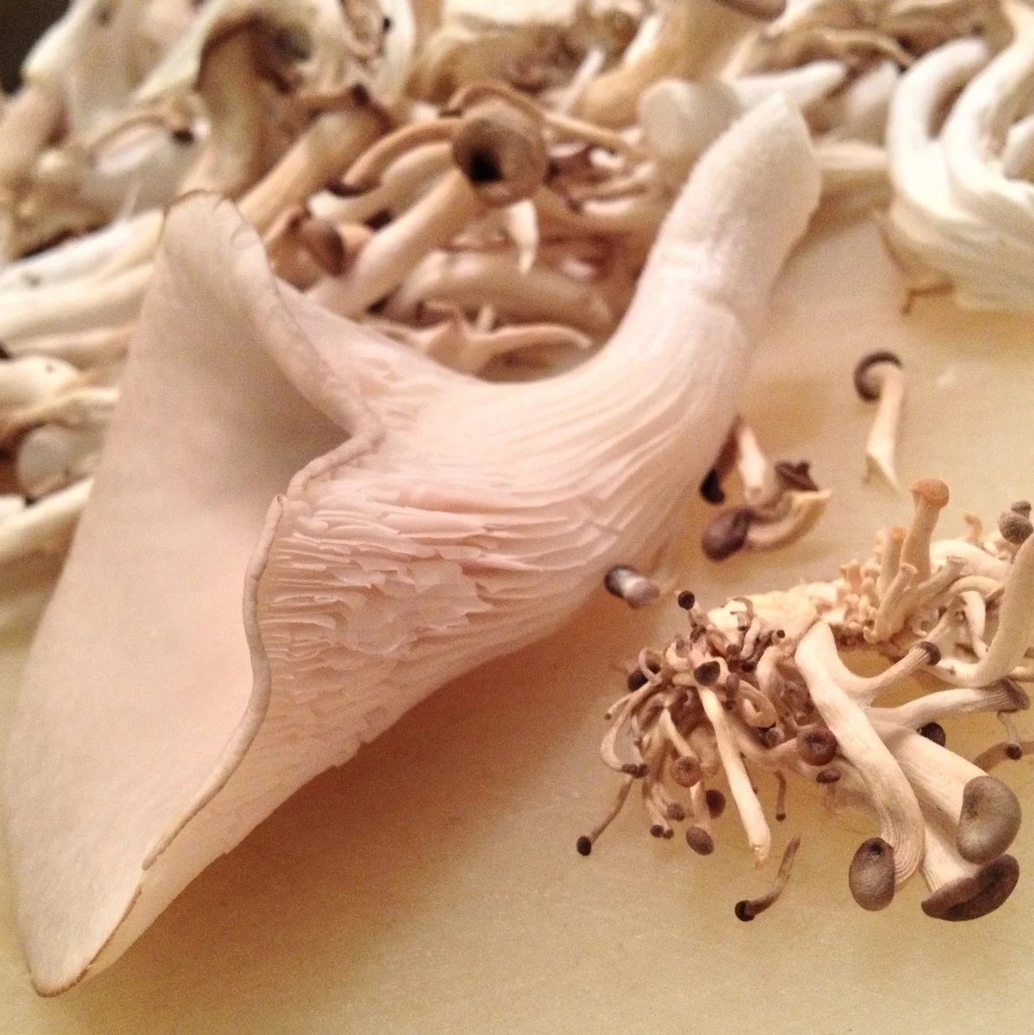  Size comparison between healthy and failed-to-thrive. 