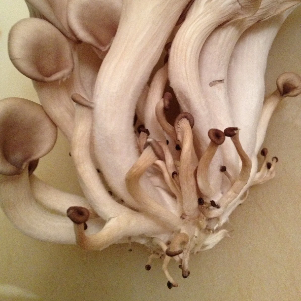  These little guys are mushrooms that have failed to thrive. There seems to be some debate online, but my understanding is that you should avoid eating them. 