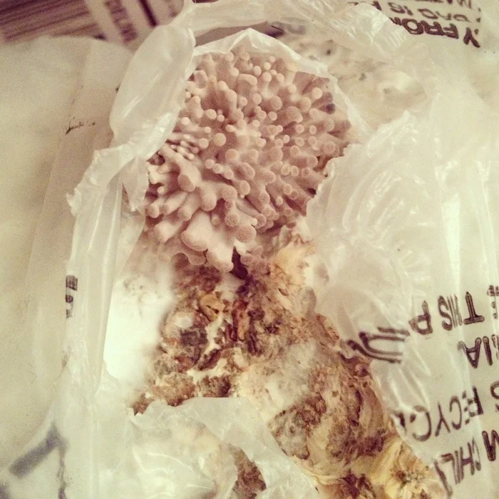  About ten days later, I noticed there was another batch growing. 