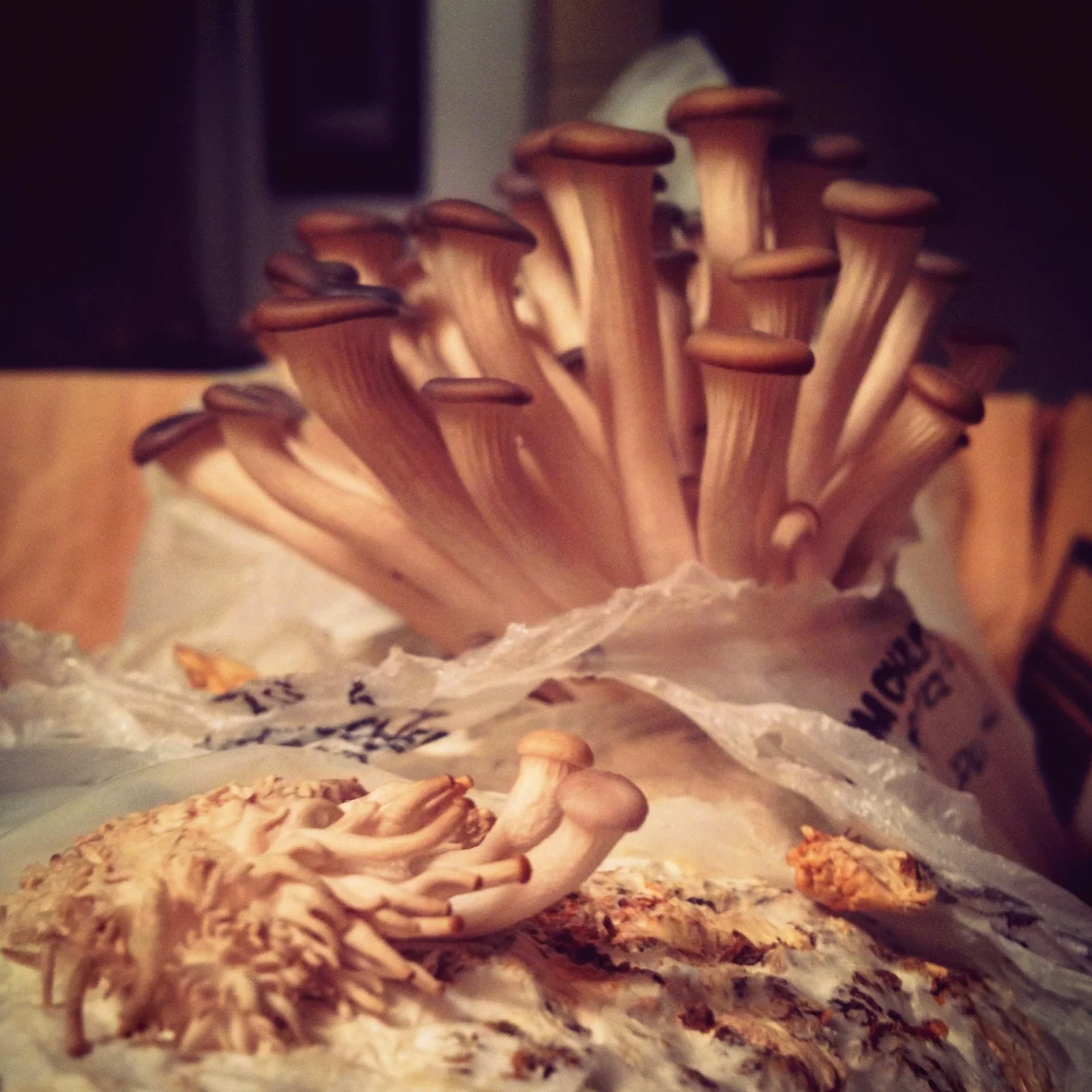  One patch stalled, and the second was much smaller than the first. I wound up having to leave town right when they would be due to harvest, so I am not sure of the taste. 