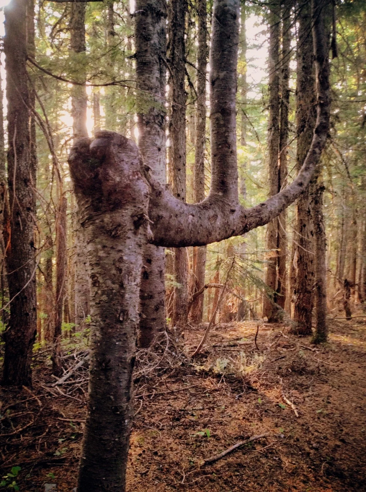  The hike starts out with some incline and a walk through the trees. 