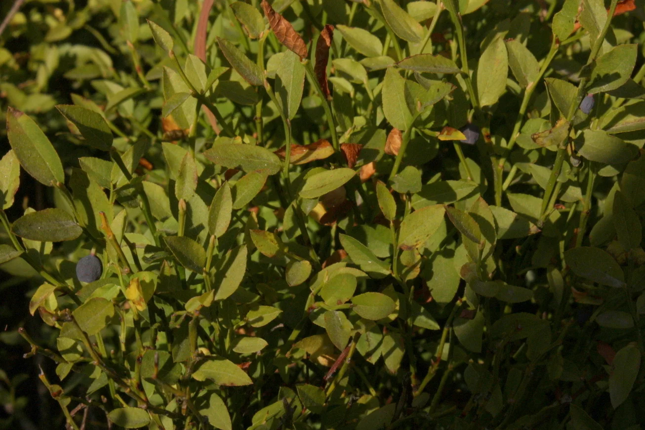  Also saw some patches of these. I should have put something in there for scale; while these are pretty apparently in the Vaccinium genus (home to all the huckleberries, oval-leaved blueberries, etc.), the plants are quite tiny. Less than knee high a