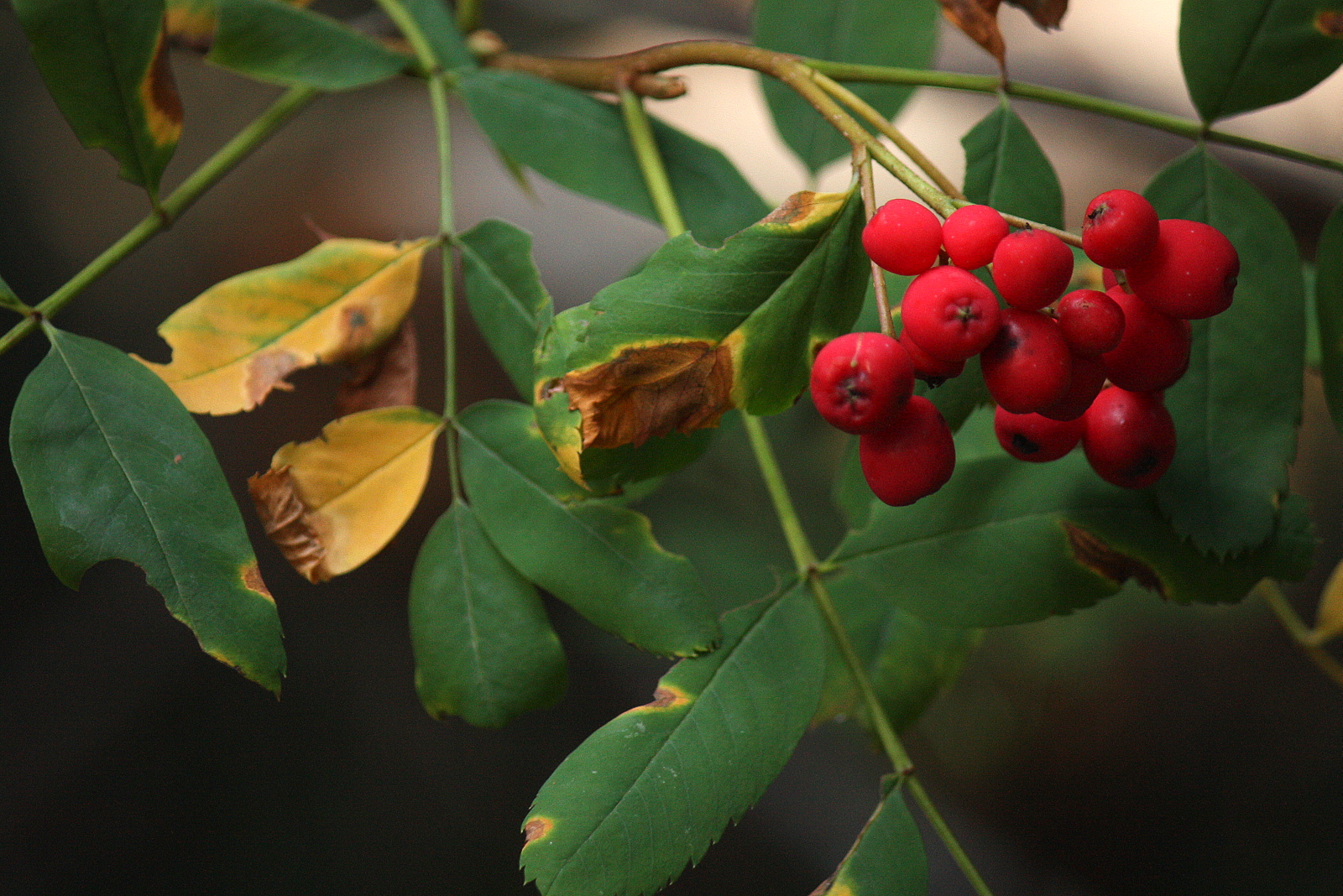  Lots of mountain ash berries around. Also called rowan berries. Can be made into jelly, supposed to be best after first frost. 