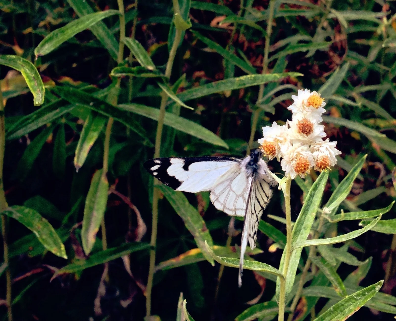  Pearly Everlasting and friend 