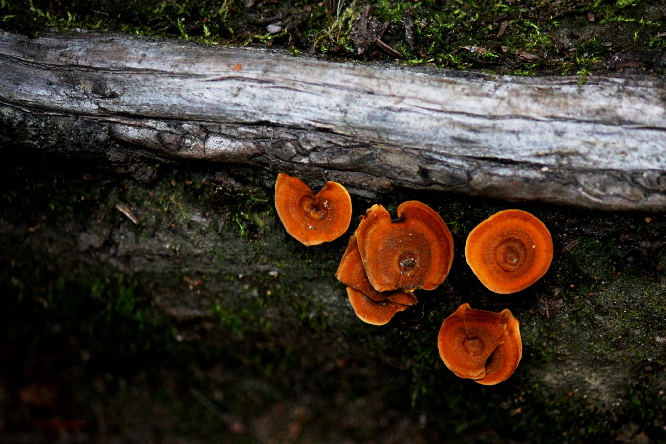 5c - Mushrooms.JPG