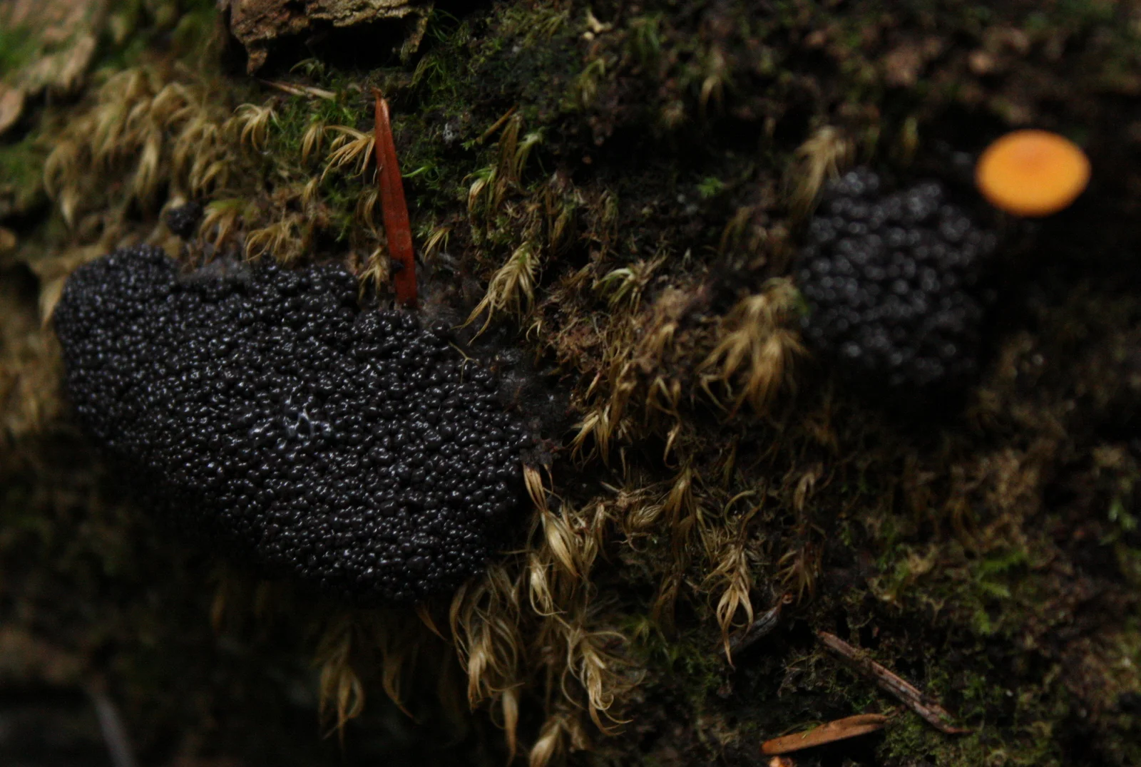  One year, I saw this ugly monster, which I believe is a slime mold. 
