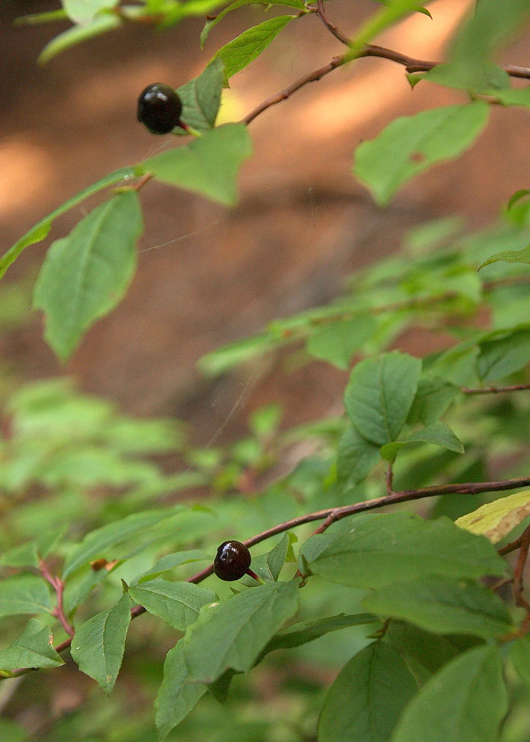 Tonga Ridge Huckleberry Picking