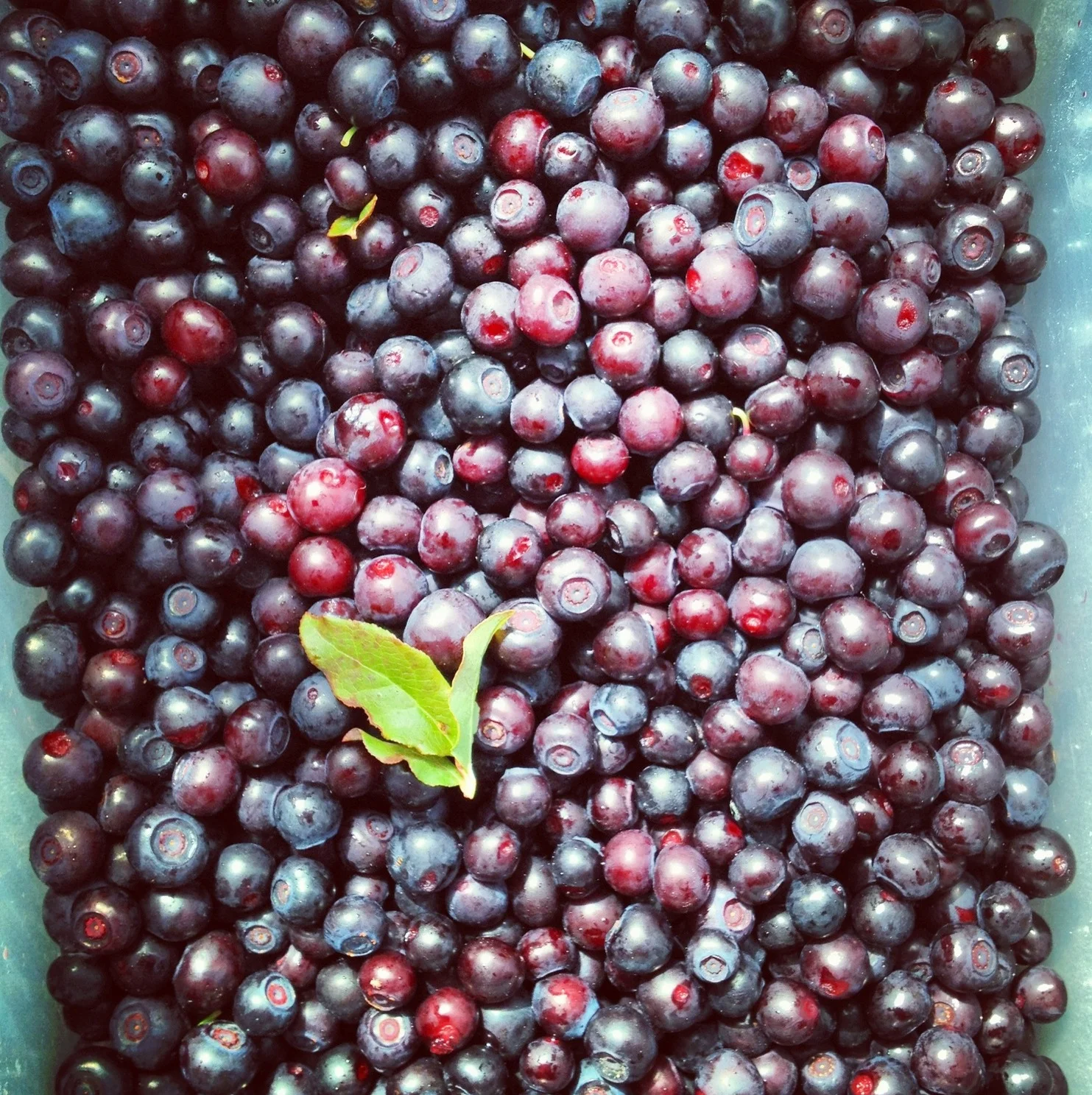 Indian Heaven Wilderness Huckleberry Picking