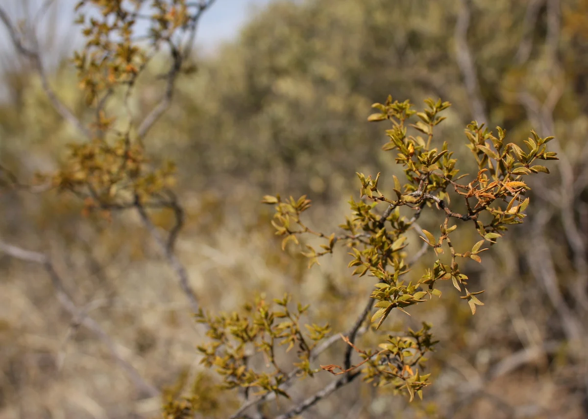  Had already been reading about creosote (Larrea tridentata) in 'Gathering the Desert' by Gary Nabhan. Used by native folks for colds, lung maladies, gastrointestinal issues, lady problems, nausea, dandruff, body odor, and post-nasal drip. Jean said 